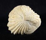 Burmirhynchia decorata (SCHLOTHEIM 1820) - Bild © FossNet FossilienStore